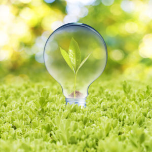 photo of a plant growing inside a lightbulb